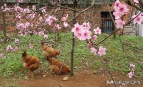 散養(yǎng)土雞的高效低成本喂養(yǎng)法-圖2 散養(yǎng)土雞的高效低成本喂養(yǎng)法-圖2