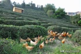 散養(yǎng)土雞的高效低成本喂養(yǎng)法-圖3 散養(yǎng)土雞的高效低成本喂養(yǎng)法-圖3