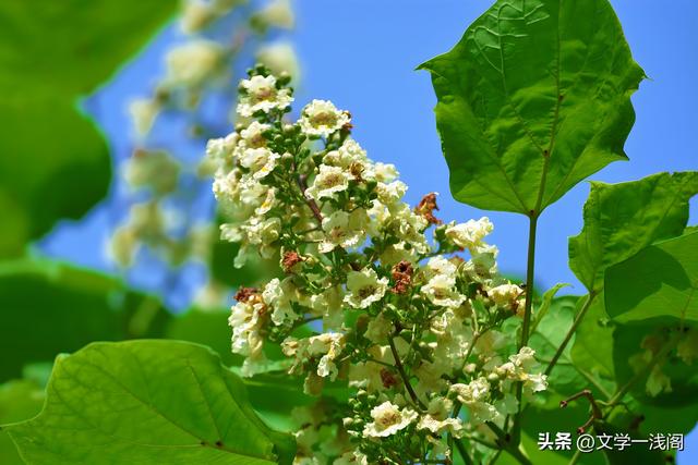 梓字正確讀音及桑梓含義解析-圖3 梓字正確讀音及桑梓含義解析-圖3