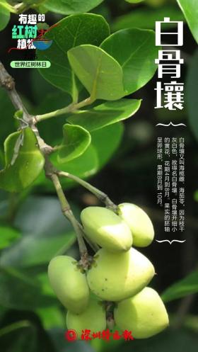 深圳攝影勝地，水靈靈的大片輕松出爐！-圖40